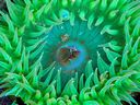 Anemone.jpg