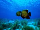 Angelfish.jpg