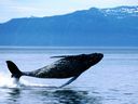 BreachingHumpbackWhale.jpg