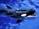 Acquario