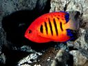 FlameAngelfish.jpg