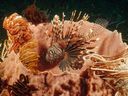 LionfishLurking.jpg