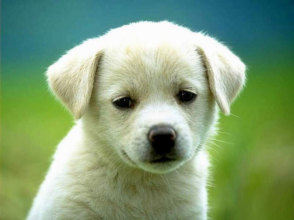 Dog29_1024.jpg