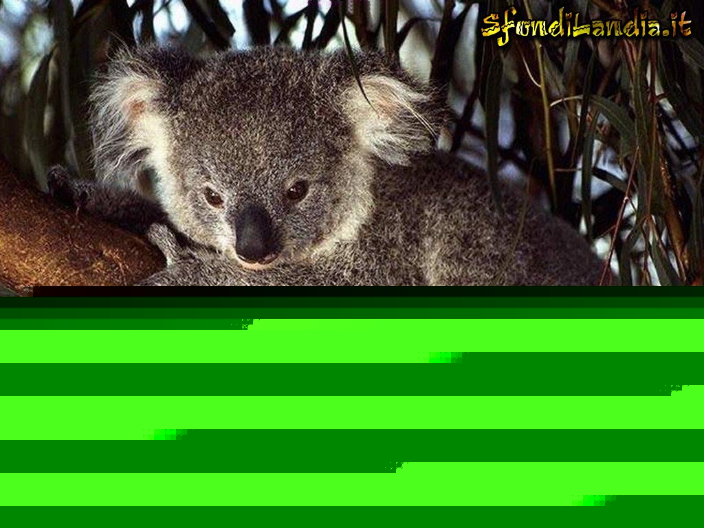 Koala.jpg