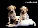 Cuccioli00