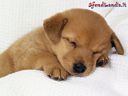 Cuccioli02