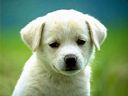 Dog29 1024