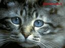 Gatto00