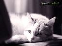 Gatto07