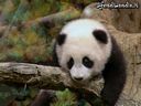 Panda.jpg