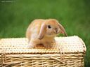 foto_animali_335.jpg