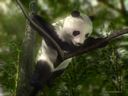 foto_animali_428.jpg