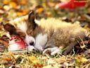 foto_cani_310.jpg