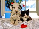 foto_cani_321.jpg