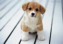 foto_cani_325.jpg