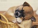 foto_cani_327.jpg