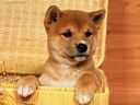 foto_cani_328.jpg
