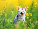 gatto4.jpg