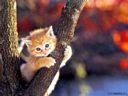 gatto6.jpg