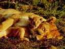 lions-14.jpg